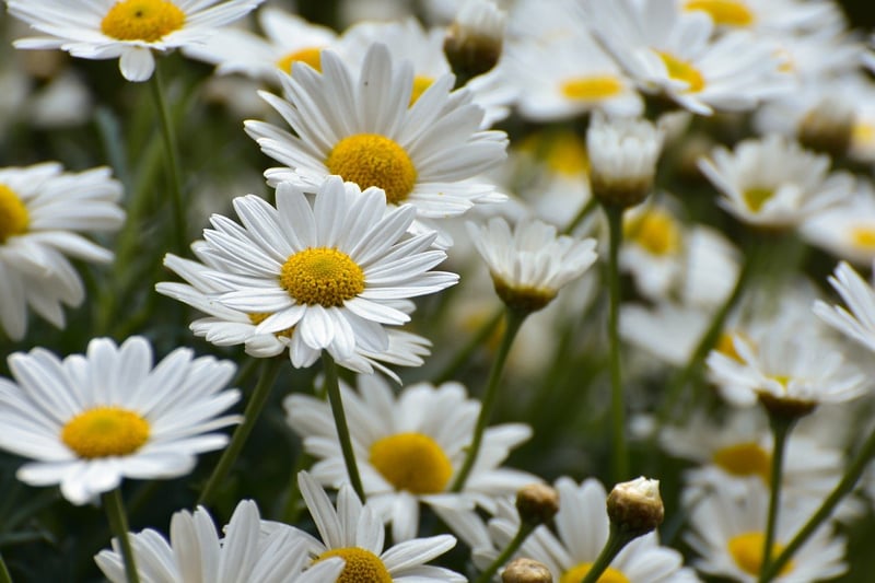 Flowers in Ethereal Garden